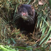 American Mink